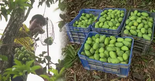 রাজশাহীতে শুরু আমের মৌসুম, টার্গেট ১৭০০ কোটি টাকার বাজার